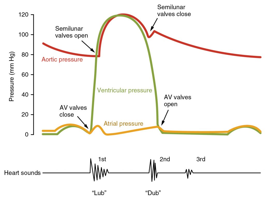 Pressure volume loop of the cardiac cycle (Wigger's Diagram)