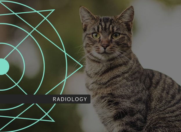Foundations of Thoracic Radiology course photo including a cat.