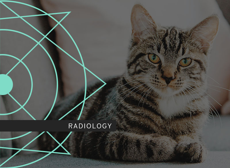 Pulmonary Radiology Course photo including a cat.