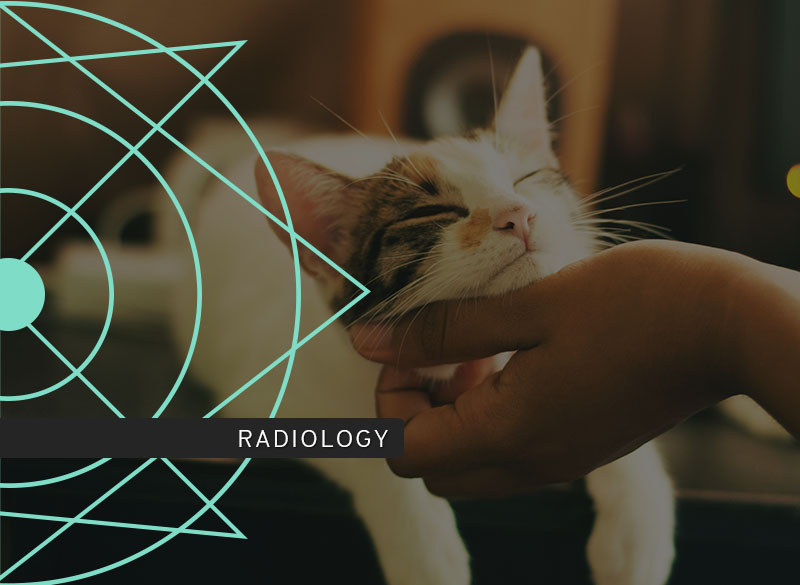 Pleural and Mediastinal Radiology Course photo including a dog