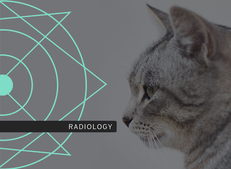 Urogenital Radiology course photo including a cat