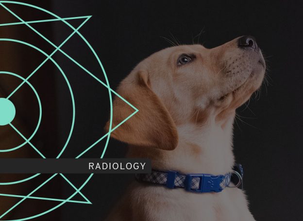 Gastrointestinal Radiology Course photo including a dog