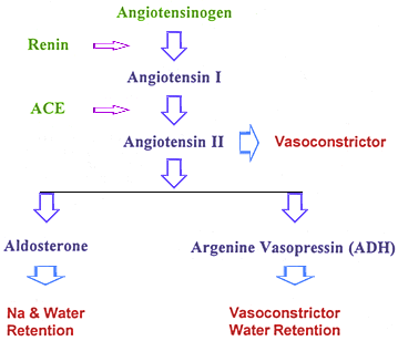 renin angiotensin aldosterone map illustration