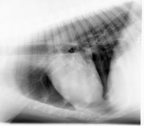 Normal left lateral thoracic radiograph of a dog