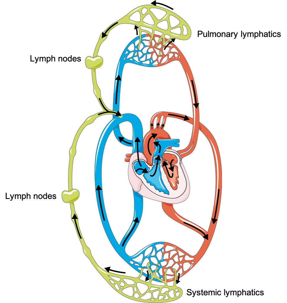 Lymphatics and Edema Formation - Obi Veterinary Education