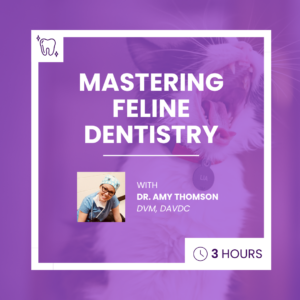 Course photo for Mastering Feline Dentistry, with Dr. Amy Thomson